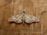 Anania lancealis -13th July 2025 -Belper - Dave Evans