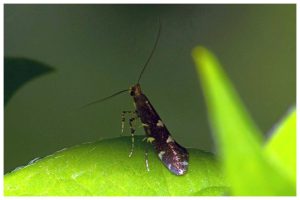 Callisto denticulella - 27th May 2018 - Allestree Stephen Plant