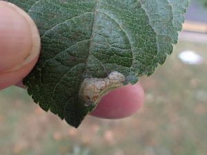 Callisto denticulella - on Apple - 26th Aug 2025 - Norton - Pete Mella