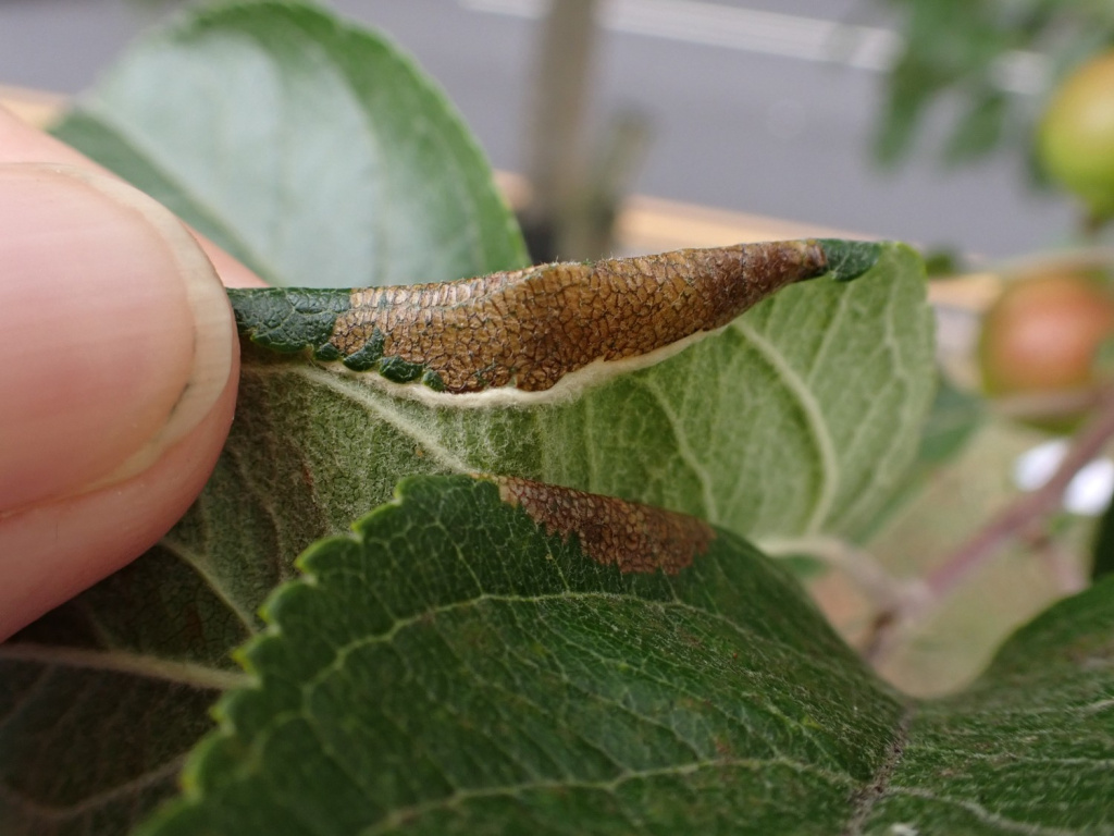 Callisto denticulella - On Apple - 26th Aug 2025 - Norton - Pete Mella