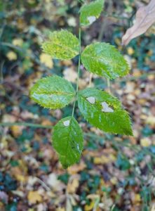 Coleophora gryphipennella on Rosa - 7th Nov 2025 - Sunnydale LNR - Andrew John Shervill 