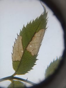 Coleophora gryphipennella on Rosa - 7th Nov 2025 - Sunnydale LNR - Andrew John Shervill 