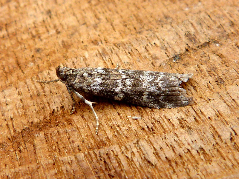 Chequered Pine Knot-horn