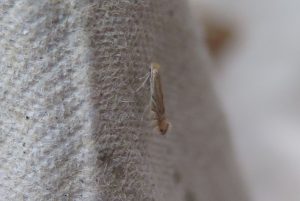 Phyllonorycter quercifoliella - 16th June 2021 - Shirland - Nikki Mahadevan