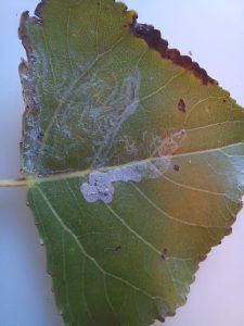 Phyllocnistis unipunctella - 28th October 2025  - Lombardy Poplar at King George Playing Fields, Derby Andrew John Shervill