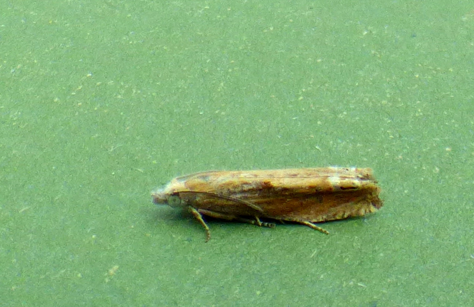 Shaded Tortrix