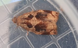 Archips crataegana - 27th June 2024 - South Wood (VC57) - Martin Roome