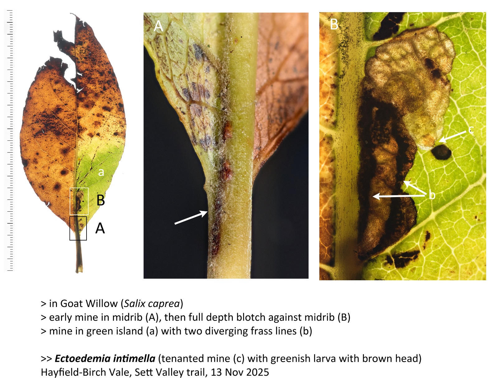 White-spot Sallow Dot