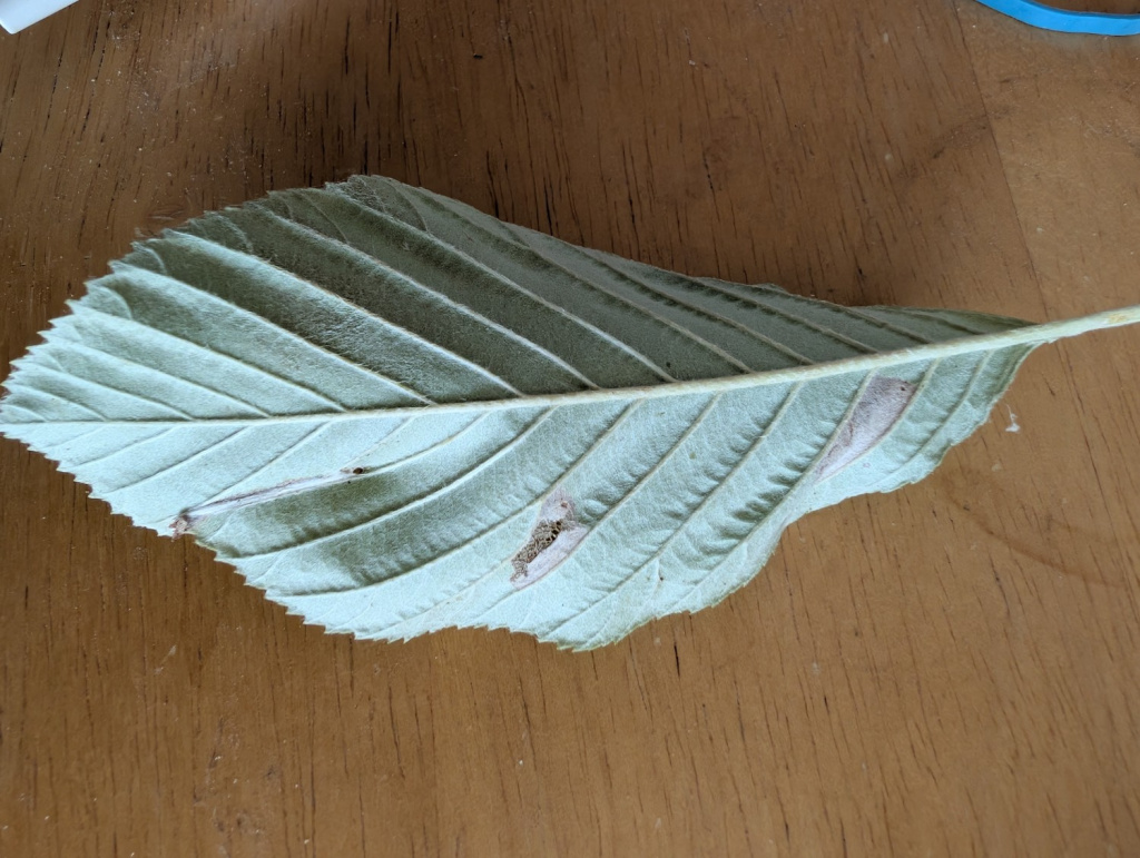 Parornix scoticella - on Whitebeam - 30th Aug 2025 - Shirland - Nikki Mahadevan