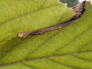 Parornix scoticella - on Whitebeam - 30th Aug 2025 - Shirland - Nikki Mahadevan