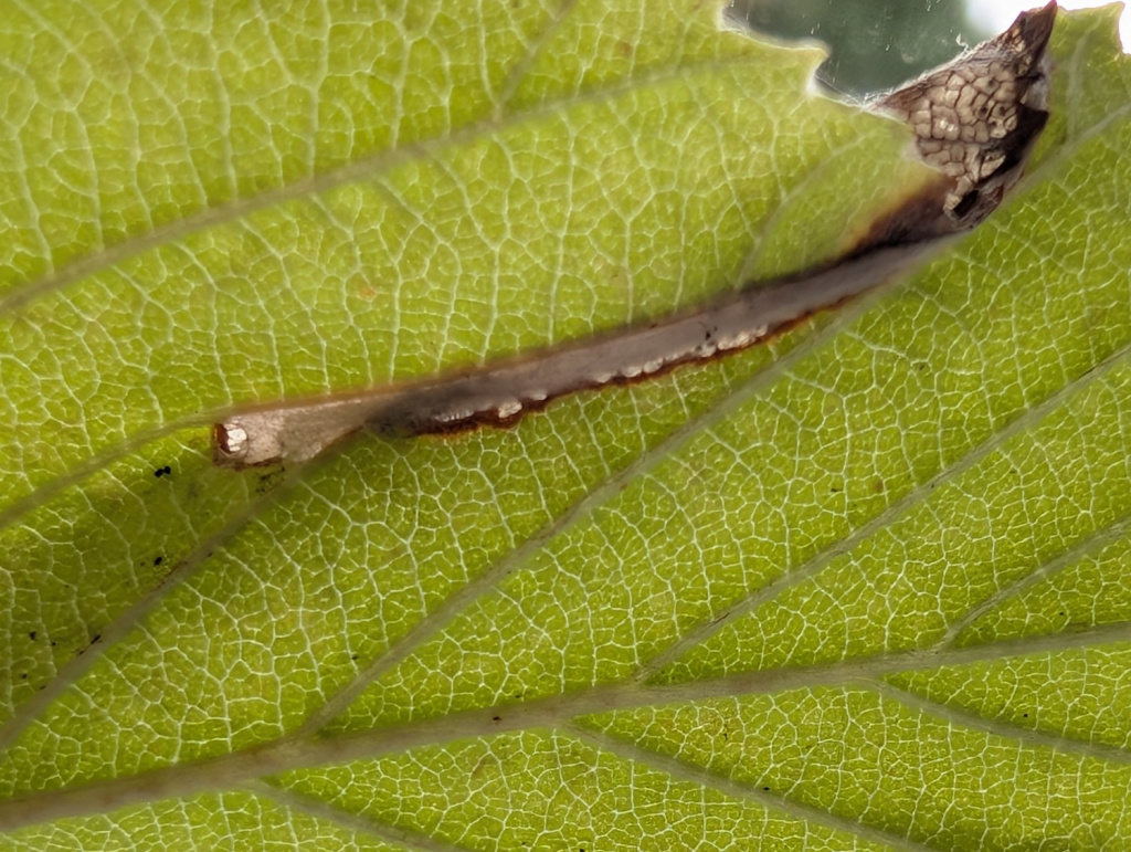 Parornix scoticella - on Whitebeam - 30th Aug 2025 - Shirland - Nikki Mahadevan