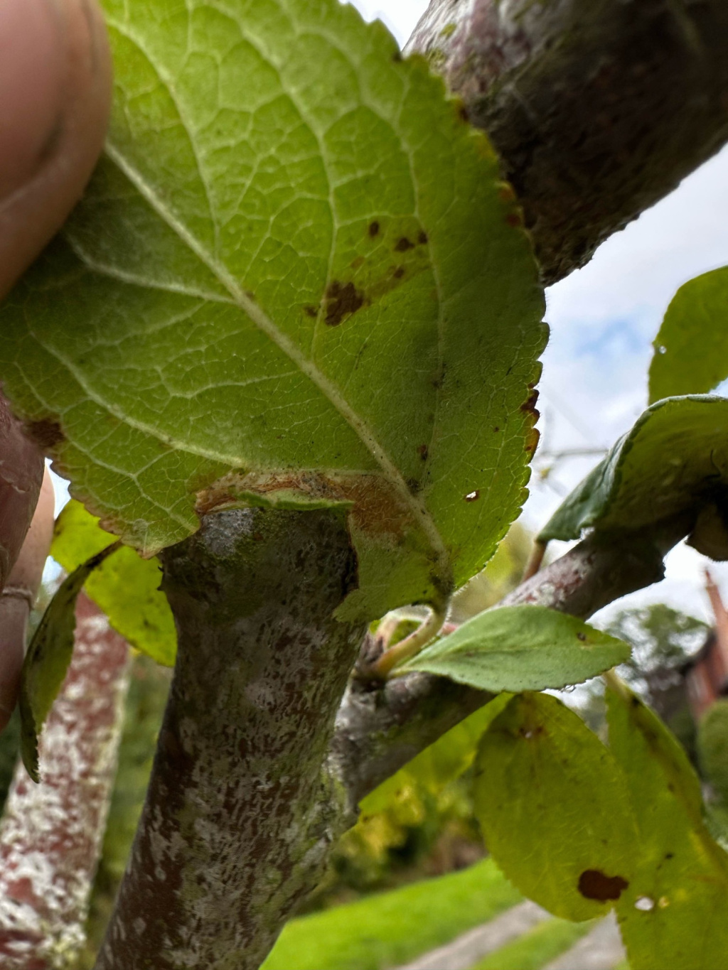 Phyllonorycter blancardella - on Apple - 1st Oct 2025 - Breadsall - Sam Goddard