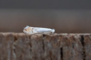 Phyllonorycter harrisella - 16th July 2025 - Chaddesden - Neil Loverock