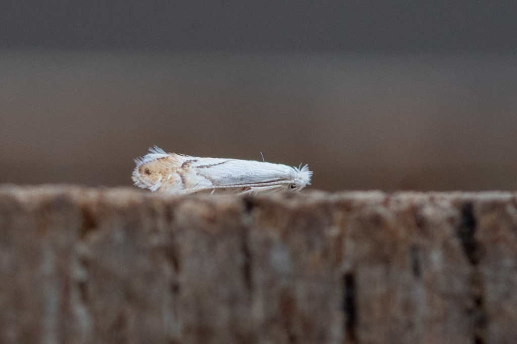 Phyllonorycter harrisella - 16th July 2025 - Chaddesden - Neil Loverock