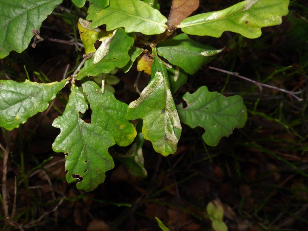 Phyllonorycter lautella - on Oak - 6th Nov 2020 - Blacka Moor and Plantation - Andrew Watchorn