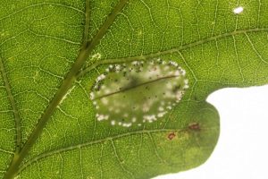 Phyllonorycter quercifoliella - 27th Sept 2024 - Gnat Hole Glossop - Christian Heintzen