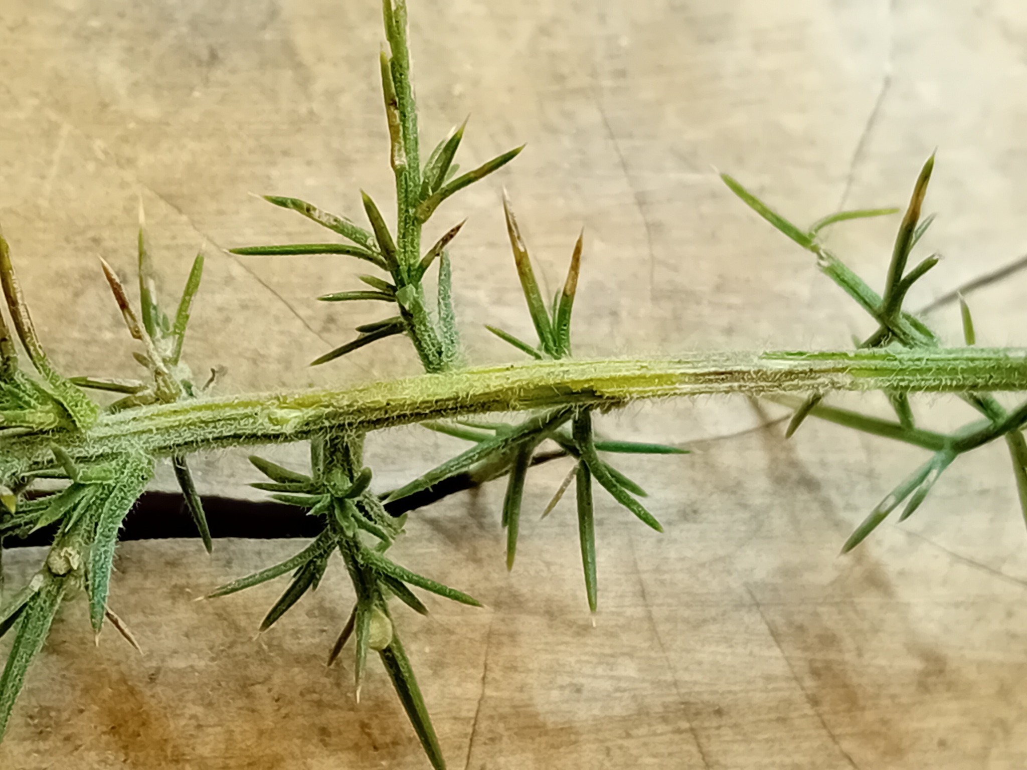 Phyllonorycter ulicicolella - 2nd November 2025- Markham Vale - Mark Radford