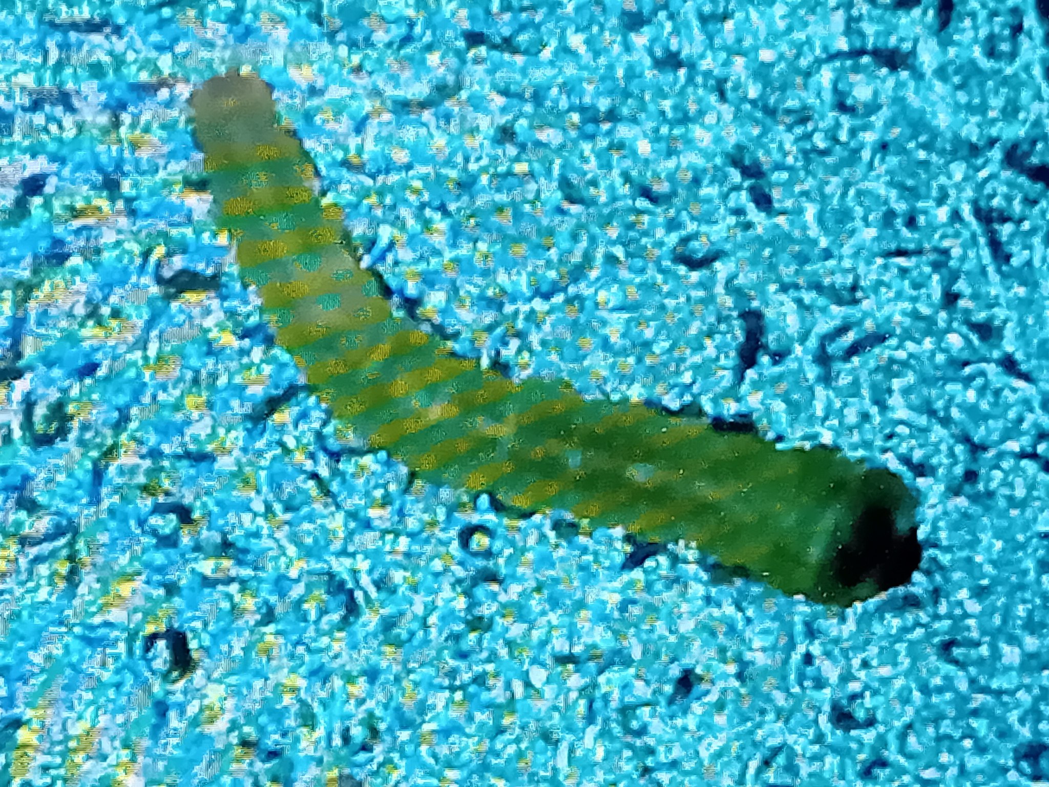 Phyllonorycter ulicicolella - Larva- 2nd November 2025- Markham Vale - Mark Radford