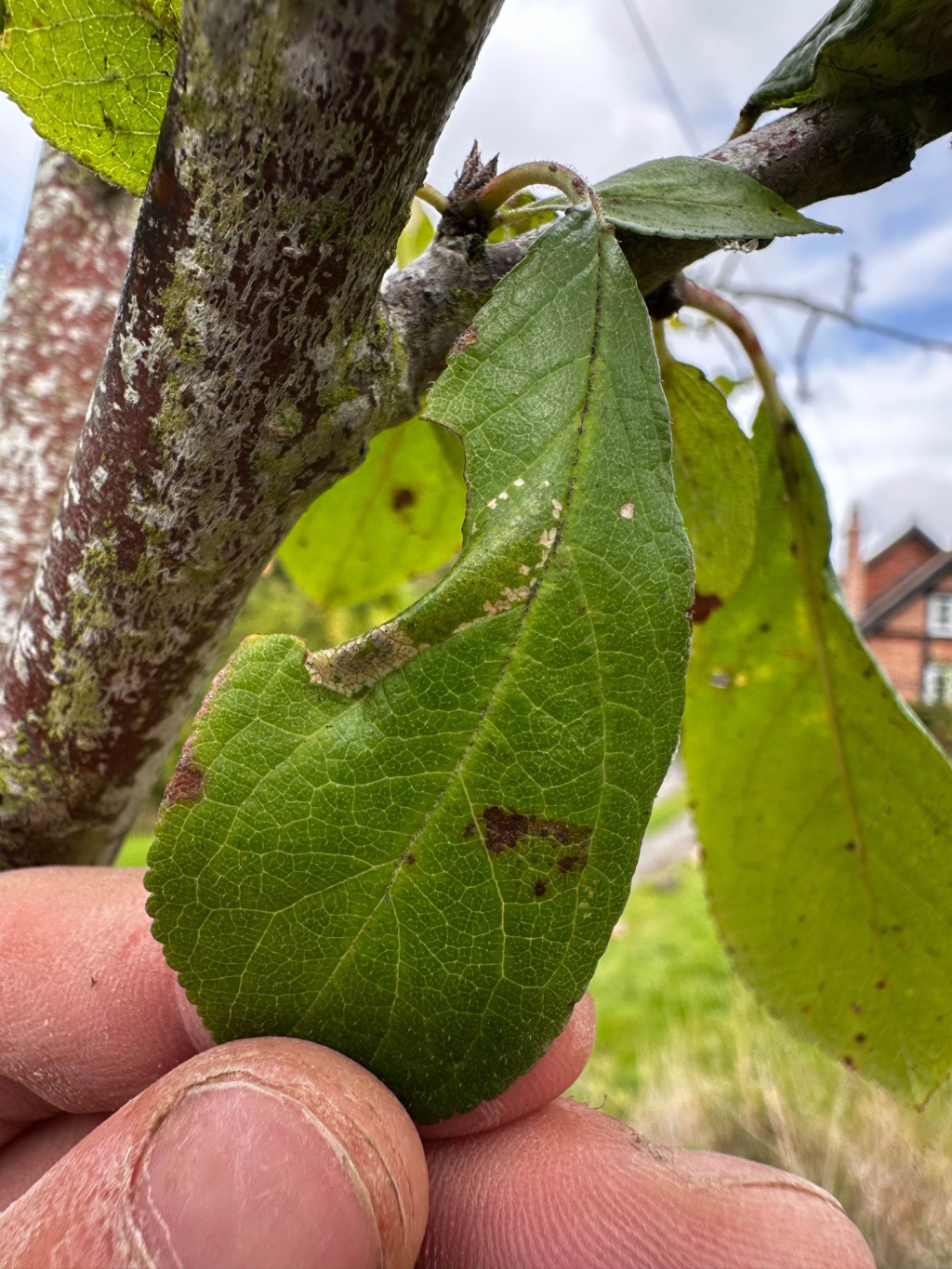 Phyllonorycter blancardella - on Apple - 1st Oct 2025 - Breadsall - Sam Goddard