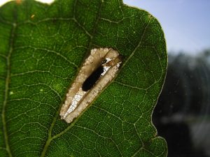 Phyllorycter quercifoliella - 31st Aug 2024 - Lower Gamesley- Steve Hind