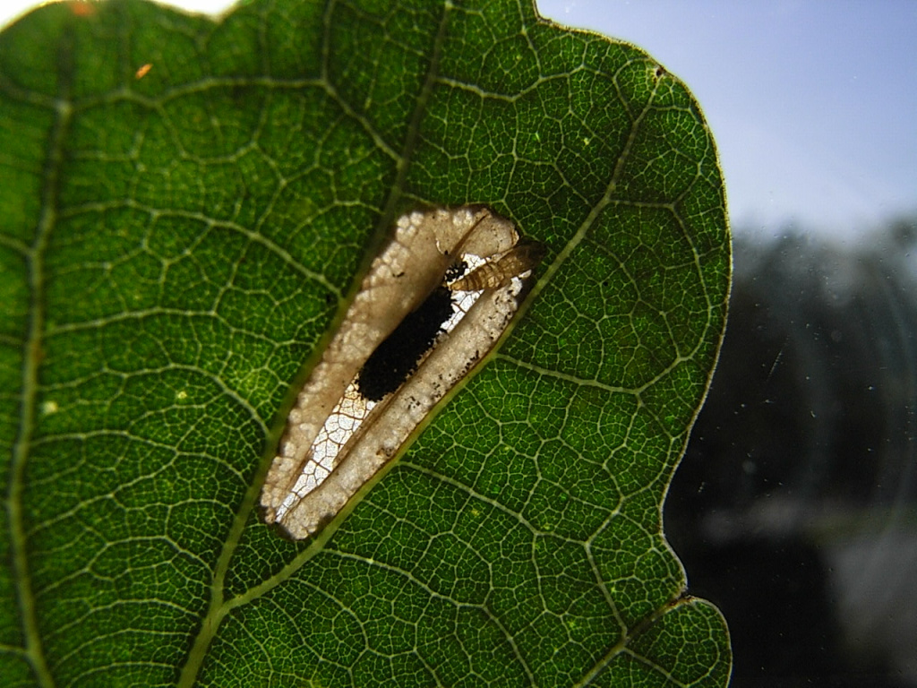 Phyllorycter quercifoliella - 31st Aug 2024 - Lower Gamesley- Steve Hind