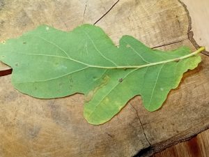 Stigmella basiguttella - 1st November 2025 - Markham Vale - Mark Radford
