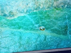 Stigmella basiguttella - 1st November 2025 - Markham Vale - Mark Radford