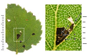 Bucculatrix demaryella - 29th Aug 2025 -Longdendale - Christian Heintzen - On Birch