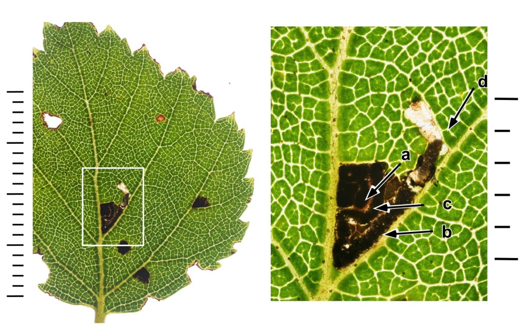 Bucculatrix demaryella - 29th Aug 2025 -Longdendale - Christian Heintzen - On Birch