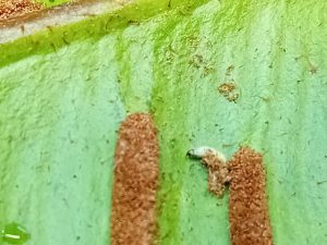 Psychoides verhuella - 17th January 2026 on Hart's Tongue Fern - Markham Vale - Mark Radford