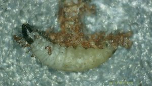 Psychoides verhuella - 17th January 2026 on Hart's Tongue Fern - Markham Vale - Mark Radford