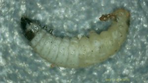 Psychoides verhuella - 17th January 2026 on Hart's Tongue Fern - Markham Vale - Mark Radford