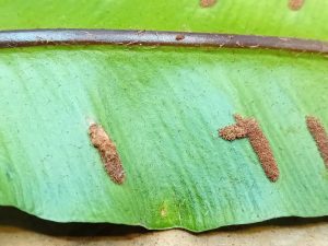 Psychoides verhuella - 17th January 2026 on Hart's Tongue Fern - Markham Vale - Mark Radford
