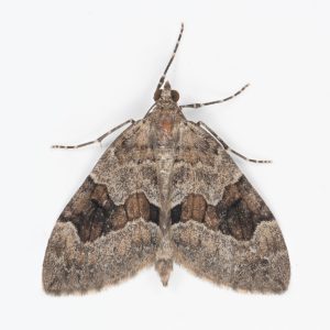 Grey Pine Carpet - 26th Aug 2025 - Glossop, Shittern Clough, Christian Heintzen