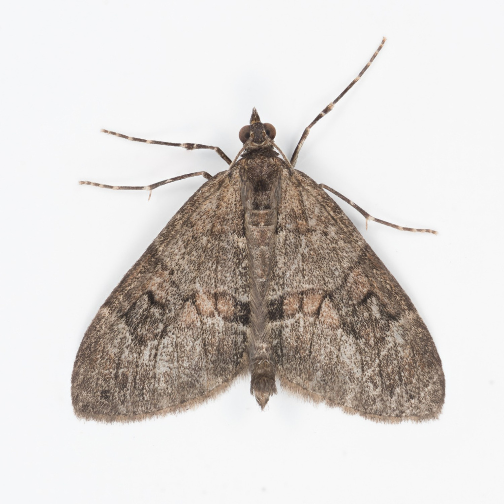 Grey Pine Carpet - 26th Aug 2025 - Glossop, Shittern Clough - Christian Heintzen 