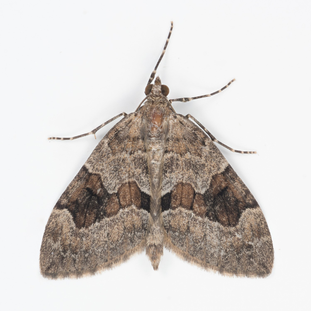 Grey Pine Carpet - 26th Aug 2025 - Glossop, Shittern Clough, Christian Heintzen