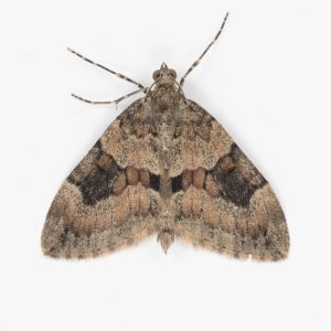Grey Pine Carpet - 26th Aug 2025 - Glossop, Shittern Clough - Christian Heintzen