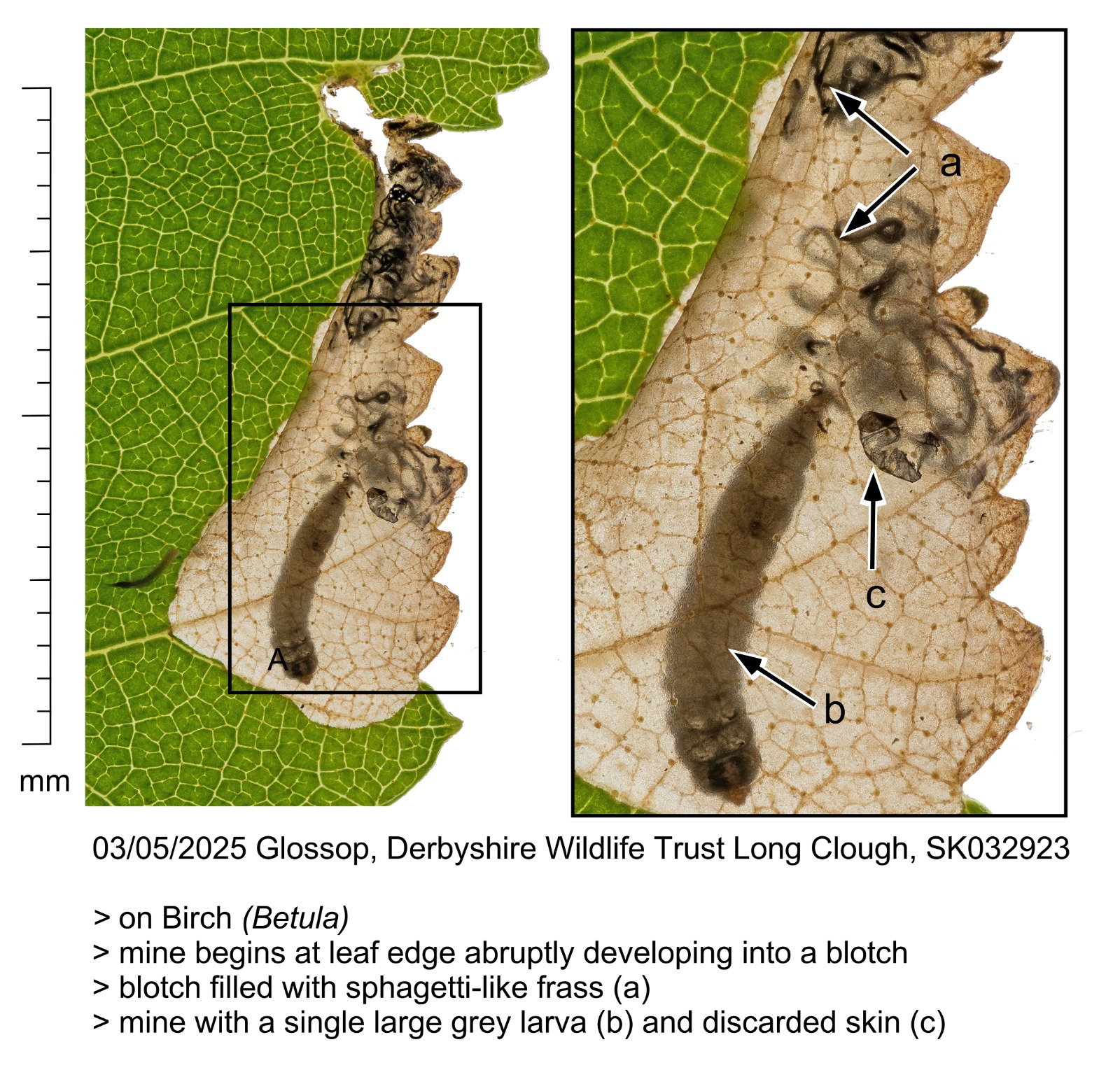Eriocrania sangii - 3rd May 2025 - Glossop, Long Clough - Christian Heintzen