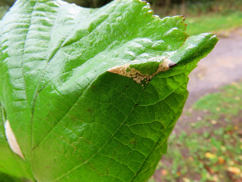Phyllonorycter nicellii - 4th Oct 2025 - Wyver Lane - Dave Evans