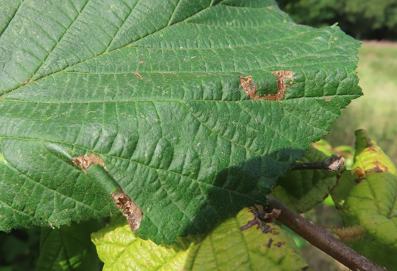 Phyllonorycter nicellii - 13th Aug 2025 - Wyver Lane - Dave Evans