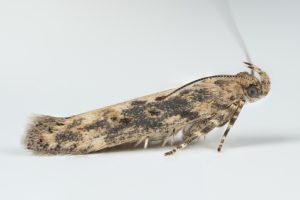 Scrobipalpa ocellatella - 21st Aug 2025 - Glossop - Christian Heintzen