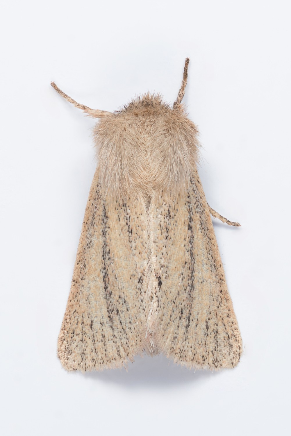 Small Wainscot - 3rd Aug 2024 - Torside Res - Christian Heintzen