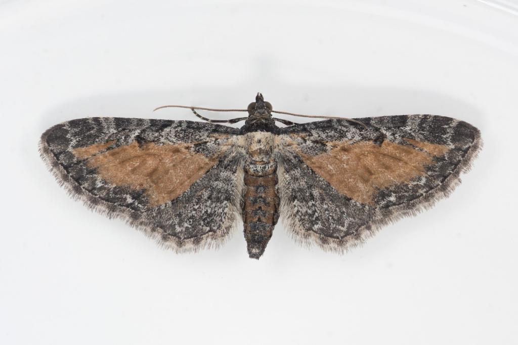 Tawny Speckled Pug - 1st Aug 2025 - Glossop, Gnat Hole - Christian Heintzen