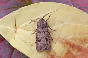 Turnip Moth - 30th Sept 2025 - Melbourne - Tony Davison