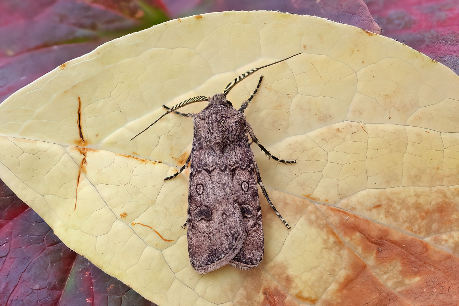 Turnip Moth - 30th Sept 2025 - Melbourne - Tony Davison