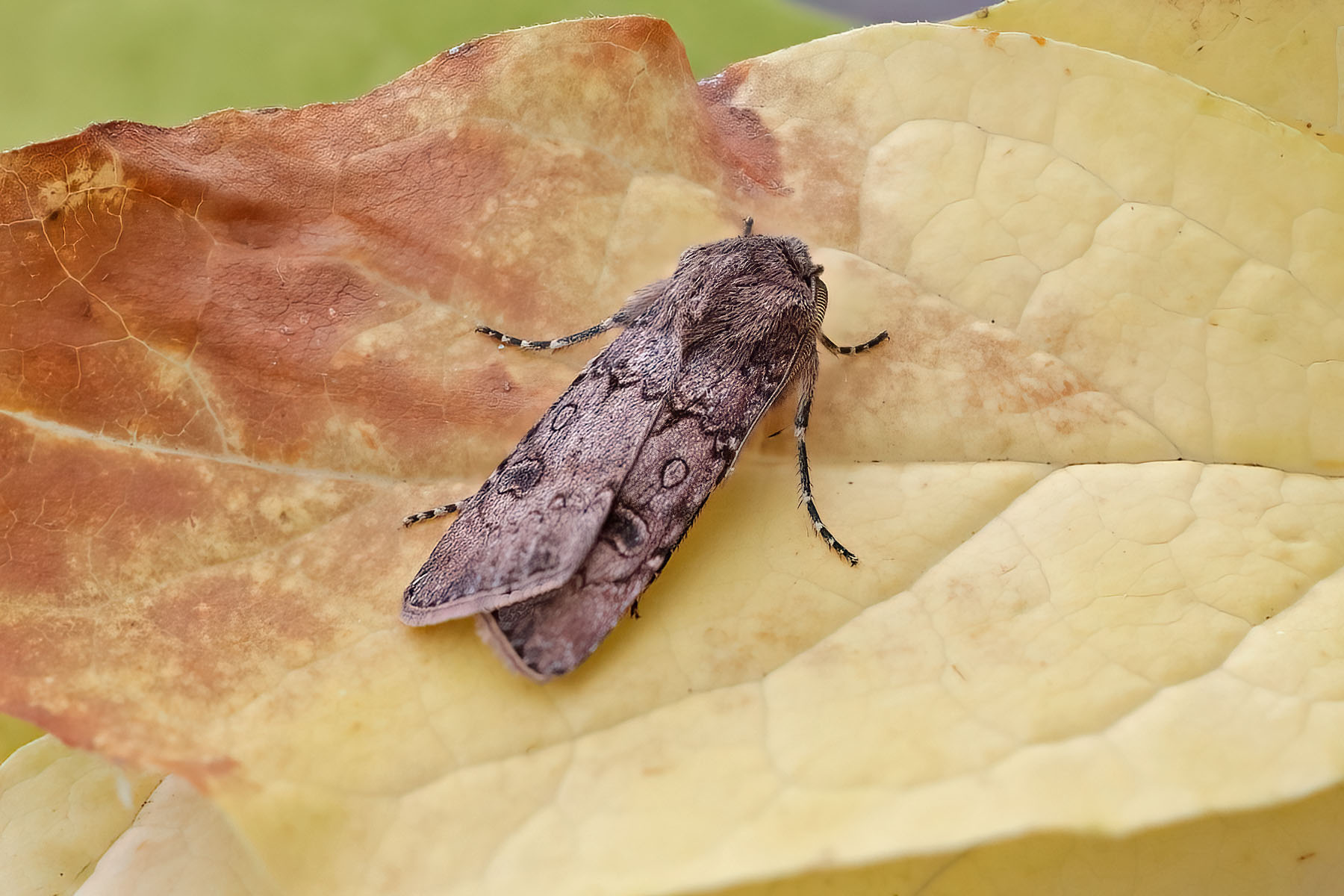 Turnip Moth - 30th Sept 2025 - Melbourne - Tony Davison