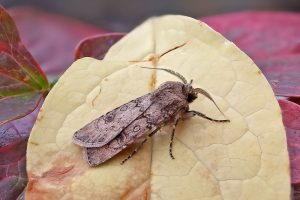 Turnip Moth - 30th Sept 2025 - Melbourne - Tony Davison