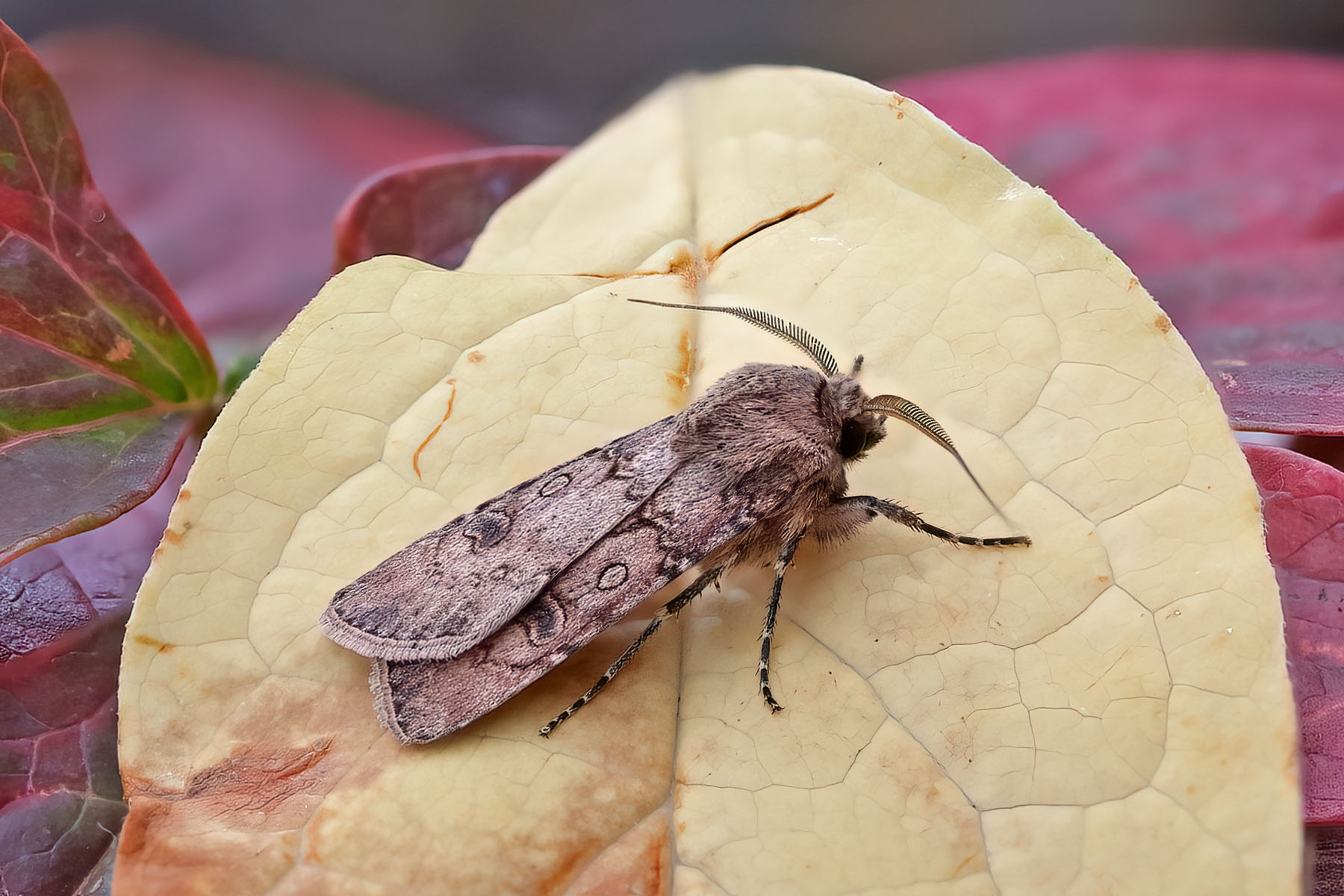 Turnip Moth - 30th Sept 2025 - Melbourne - Tony Davison