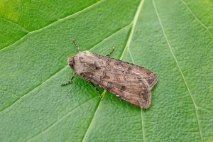 Turnip Moth - 17th Oct 2025 - Melbourne - Tony Davison