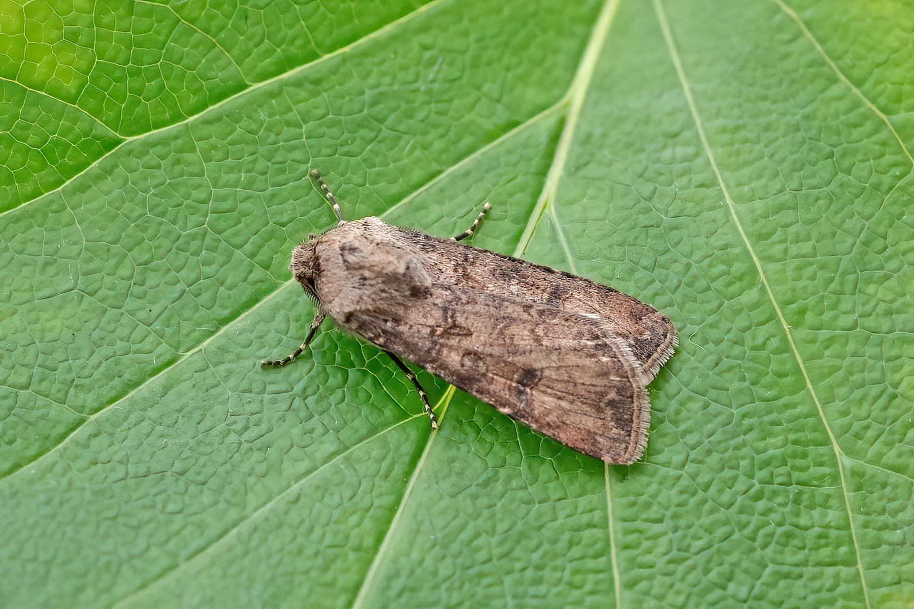 Turnip Moth - 17th Oct 2025 - Melbourne - Tony Davison